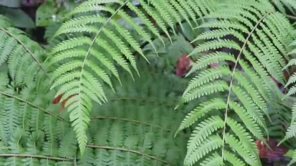 Vídeo Cinematográfico Naturaleza Las Hojas Las Cascadas — Vídeo de stock