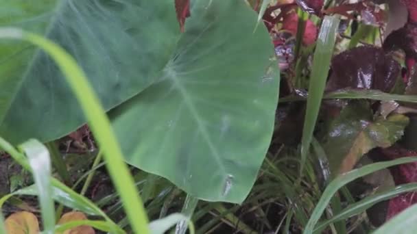 Gotas Lluvia Cayendo Sobre Hojas Taro — Vídeo de stock