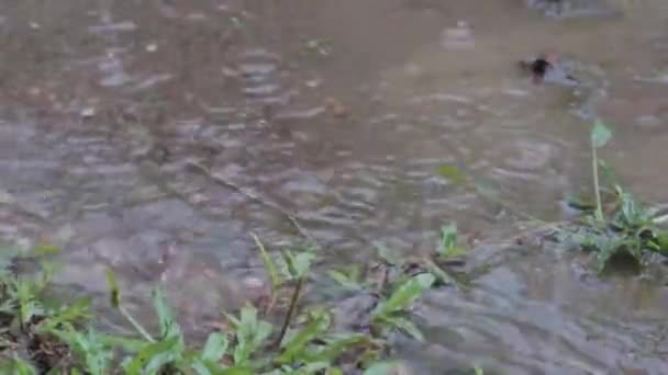 雨季雨滴浸透地面的录像 — 图库视频影像