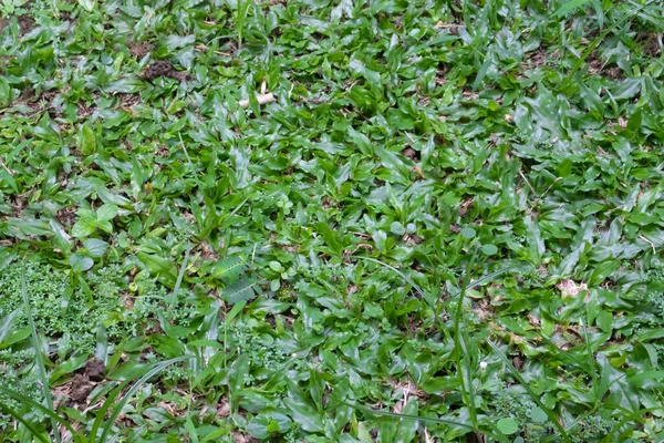 Zielona Trawa Tle — Zdjęcie stockowe