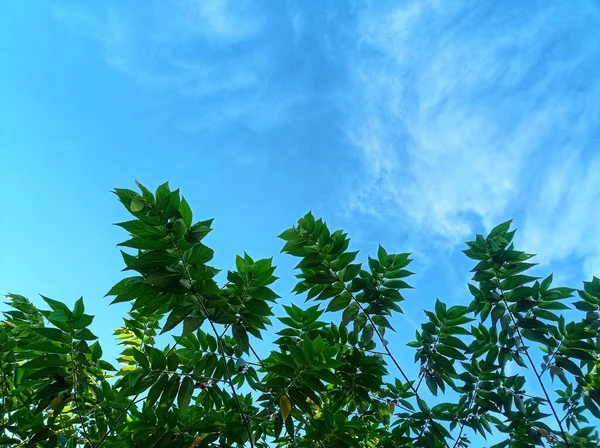 Copac Cer Fundal Cer Albastru — Fotografie, imagine de stoc