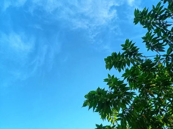 Tree Sky Background Blue Sky — Stock Photo, Image