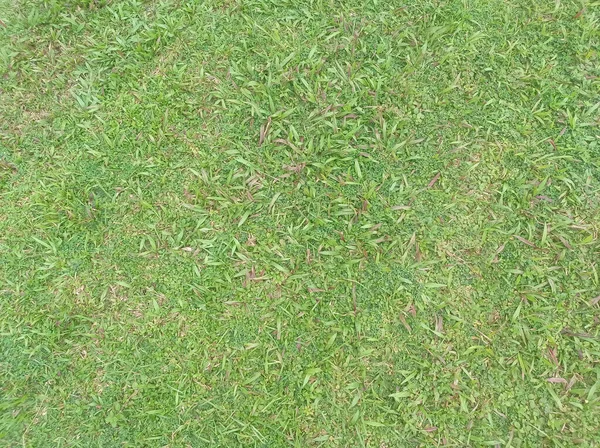 Зеленая Трава Широком Поле Зеленый Фон Травы — стоковое фото