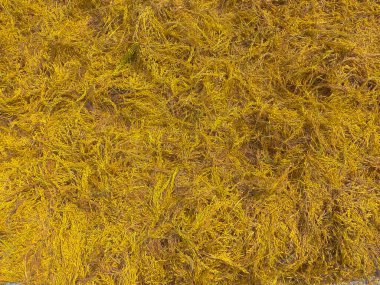 Çeltik kurutma, tarım geçmişi