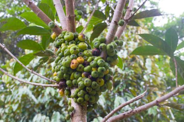 Ficus Nota meyvesi hala yeşil ve sarı