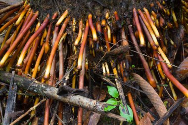 Sarı sago palmiye kökleri doğada büyüyor.
