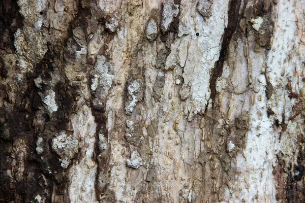 风吹日晒的旧木表面质感 — 图库照片