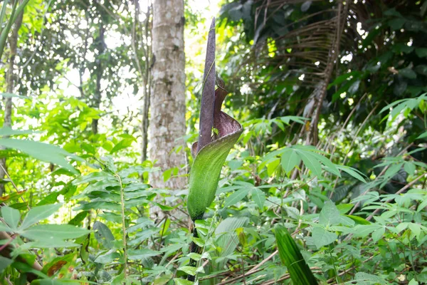 Nadir Bulunan Amorphophallus Titanumu Namı Diğer Ceset Çiçeği Borneo Ormanlarında — Stok fotoğraf