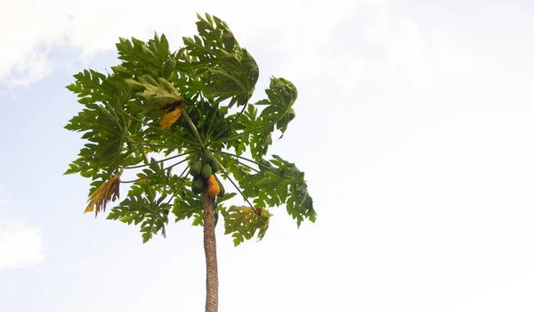 Drzewo Papaja Niebieskim Tle Nieba Wzięte Dołu Kąt Kamery — Zdjęcie stockowe