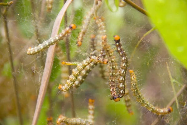 Group Caterpillars Making Net — Stock Photo, Image