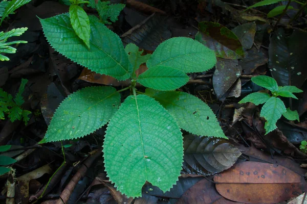 Sembung Leaf Herbal Plant Kalimantan — Stock Photo, Image