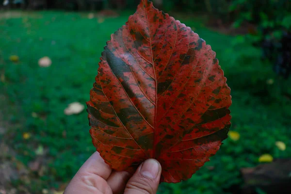 Червоний Лист Червоним Візерунком Зеленому Фоні Трави — стокове фото