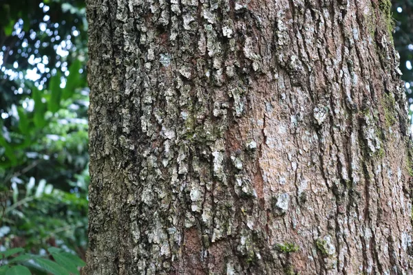 Anos Idade Durian Árvore Casca Textura — Fotografia de Stock