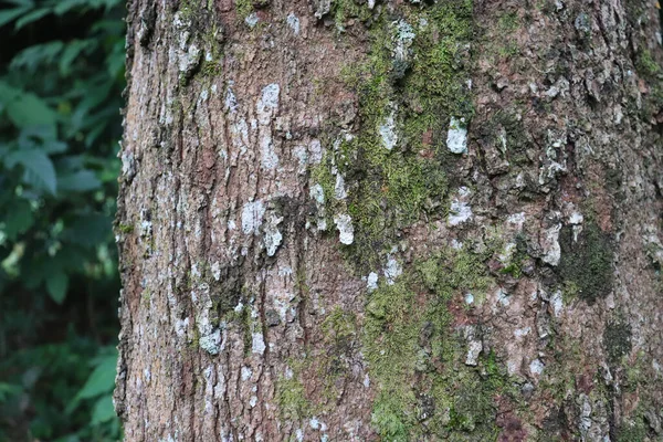 Year Old Durian Tree Bark Texture — Stock Photo, Image