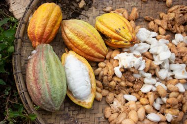 Kakao meyvesi, rattan yapılmış bir kabın üzerinde kurutuluyor.