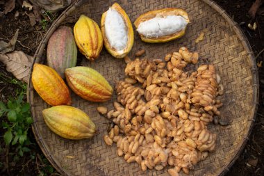 Kakao meyvesi, rattan yapılmış bir kabın üzerinde kurutuluyor.