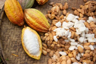 Kakao meyvesi, rattan yapılmış bir kabın üzerinde kurutuluyor.