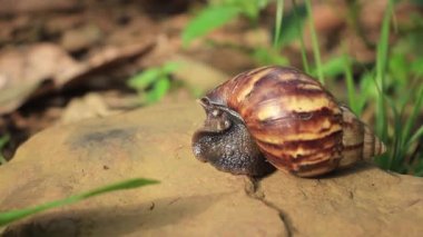 Kayanın üzerinde yürüyen bir salyangoz videosu