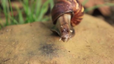 Kayanın üzerinde yürüyen bir salyangoz videosu