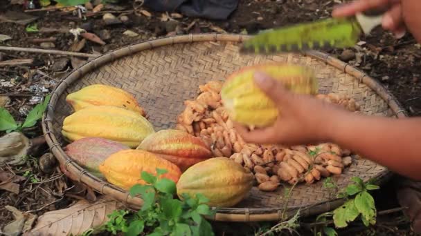 Cialde Cacao Essiccazione Mano Uomo — Video Stock