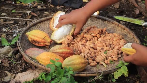 Een Man Hand Drogen Cacao Peulen — Stockvideo