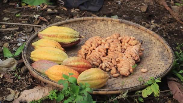 Frutta Cacao Essiccata Contenitore Rattan — Video Stock