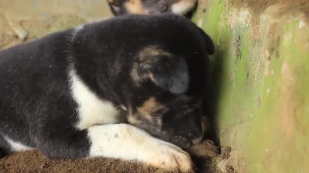 Anak Anjing Hitam Lucu Beristirahat Siang Hari — Stok Video