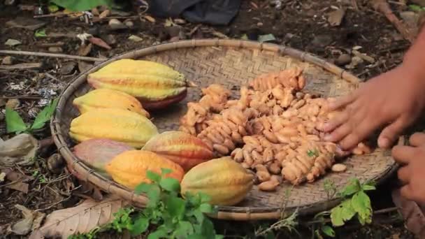 Mano Hombre Secando Vainas Cacao — Vídeo de stock