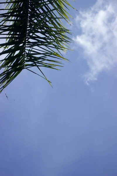 Coconut Tree Blue Sky Beautiful Tropical Background Background — Stock Photo, Image