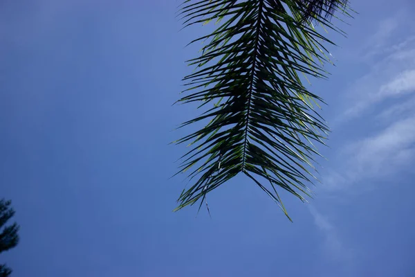 Καρύδα Δέντρο Μπλε Ουρανό Όμορφο Τροπικό Φόντο Για Φόντο — Φωτογραφία Αρχείου