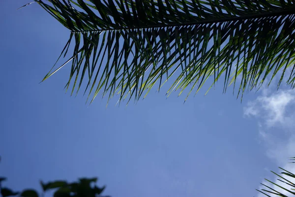 Árbol Coco Con Cielo Azul Hermoso Fondo Tropical Para Fondo — Foto de Stock