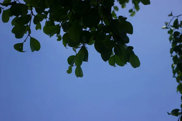 Kokosnussbaum Mit Blauem Himmel Schöner Tropischer Hintergrund Zum Hintergrund — Stockfoto