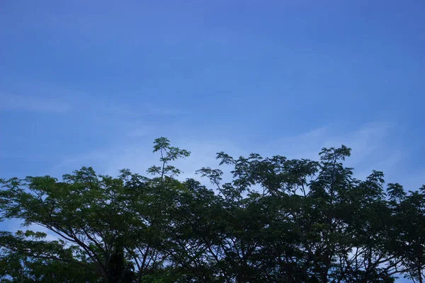Coconut Tree Blue Sky Beautiful Tropical Background Background — Stock Photo, Image
