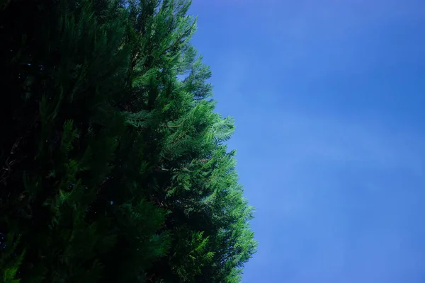 Albero Cocco Con Cielo Blu Bellissimo Sfondo Tropicale Sfondo — Foto Stock