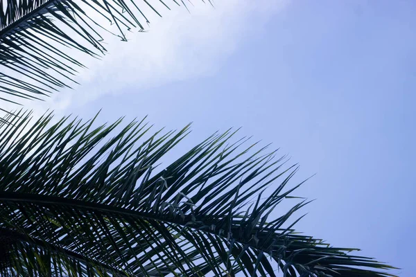 Árbol Coco Con Cielo Azul Hermoso Fondo Tropical Para Fondo — Foto de Stock