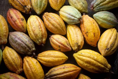 Hasat edilen kakao meyvelerinden oluşan bir koleksiyon. kakao meyvesi arkaplanı