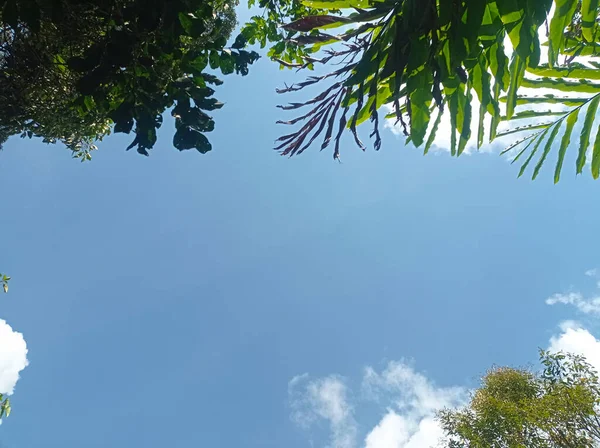 Die Blätter Der Bäume Und Der Blaue Himmel — Stockfoto