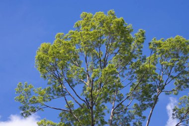 Shorea lavefolia Endent veya Bengkirai ormanı veya balau kuning. Ağaçlar tropikal ormanlarda yaşar, onları Endonezya, Malezya ve Filipinler 'de, ağaçlarda, yapraklarda ve mavi gökyüzünde bulabilirsiniz..