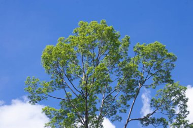 Shorea lavefolia Endent veya Bengkirai ormanı veya balau kuning. Ağaçlar tropikal ormanlarda yaşar, onları Endonezya, Malezya ve Filipinler 'de, ağaçlarda, yapraklarda ve mavi gökyüzünde bulabilirsiniz..