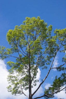 Shorea lavefolia Endent veya Bengkirai ormanı veya balau kuning. Ağaçlar tropikal ormanlarda yaşar, onları Endonezya, Malezya ve Filipinler 'de, ağaçlarda, yapraklarda ve mavi gökyüzünde bulabilirsiniz..