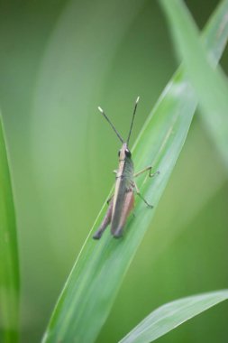 Pirinç çekirgeleri, Caelifera alt sınırına ait bir böcek grubudur.