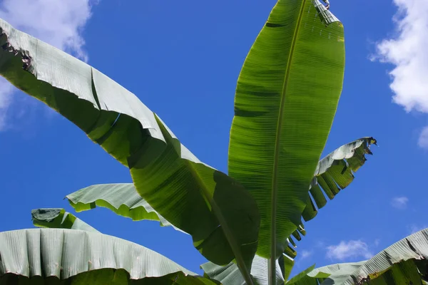 Frunze Banane Cer Albastru — Fotografie, imagine de stoc