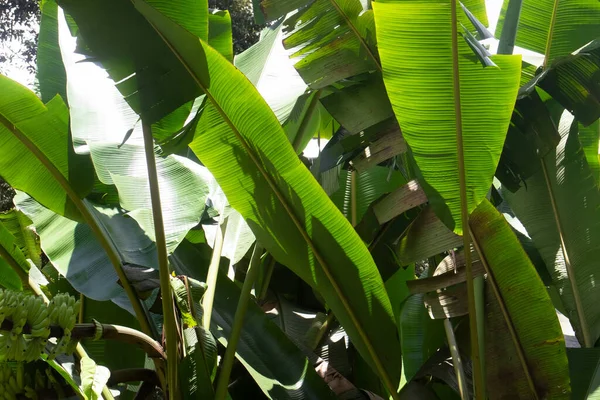 Plátano Verde Árbol Hoja Plátano Tronco Plátano — Foto de Stock