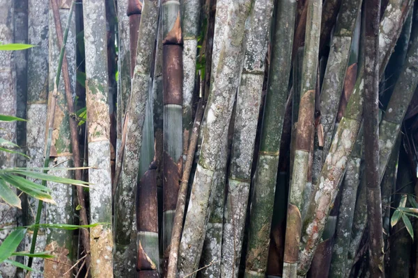 Doğada Yeşil Bambu Çit Arka Planı — Stok fotoğraf
