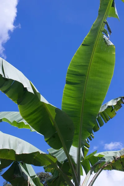 Banana Leaf Blue Sky — Stock Photo, Image