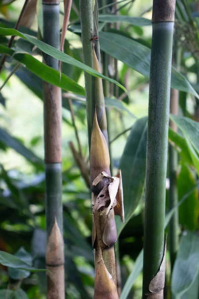 Bambú Verde Joven Salvaje — Foto de Stock