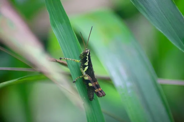 Yellow Black Grasshopper Rice Locust Blur Background — Stock Photo, Image