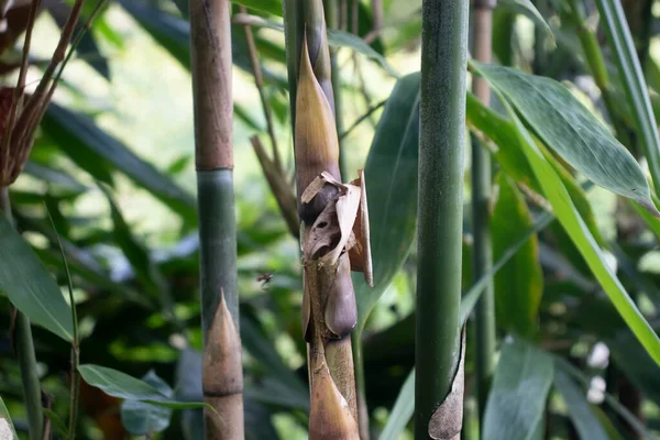 Ung Grön Bambu Vild — Stockfoto