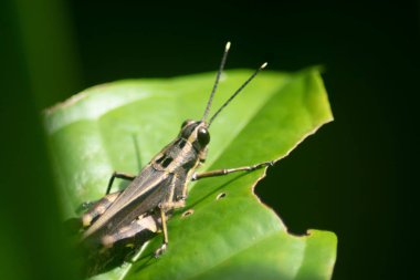 sarı siyah çekirge, pirinç çekirgesi, bulanık arkaplan