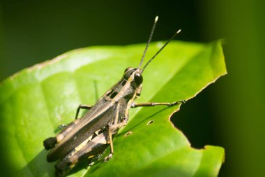 sarı siyah çekirge, pirinç çekirgesi, bulanık arkaplan